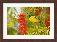 Variable Sunbird, Aberdare Country Club, Nyeri, Kenya Fine Art Print