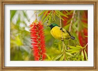 Variable Sunbird, Aberdare Country Club, Nyeri, Kenya Fine Art Print