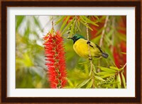 Variable Sunbird, Aberdare Country Club, Nyeri, Kenya Fine Art Print