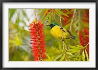 Variable Sunbird, Aberdare Country Club, Nyeri, Kenya Fine Art Print