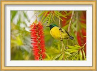 Variable Sunbird, Aberdare Country Club, Nyeri, Kenya Fine Art Print