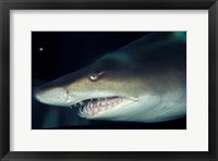 Head of a Great White Shark, South Africa Fine Art Print