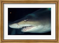 Head of a Great White Shark, South Africa Fine Art Print
