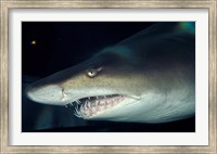 Head of a Great White Shark, South Africa Fine Art Print