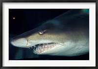 Head of a Great White Shark, South Africa Fine Art Print