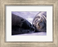 Weddell Fur Seal Cow and Pup, Antarctica Fine Art Print