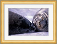 Weddell Fur Seal Cow and Pup, Antarctica Fine Art Print