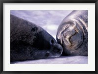 Weddell Fur Seal Cow and Pup, Antarctica Fine Art Print