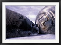 Weddell Fur Seal Cow and Pup, Antarctica Fine Art Print