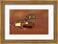 Web-footed Gecko, Namib National Park, Namibia Fine Art Print