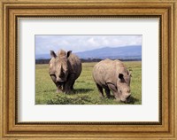 White Rhinoceros grazing, Lake Nakuru National Park, Kenya Fine Art Print