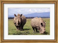 White Rhinoceros grazing, Lake Nakuru National Park, Kenya Fine Art Print