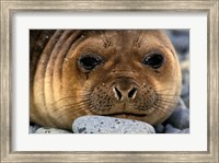 Weddell Seal, South Georgia Island, Sub-Antarctica Fine Art Print