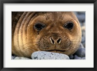 Weddell Seal, South Georgia Island, Sub-Antarctica Fine Art Print