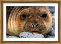 Weddell Seal, South Georgia Island, Sub-Antarctica Fine Art Print