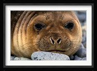 Weddell Seal, South Georgia Island, Sub-Antarctica Fine Art Print