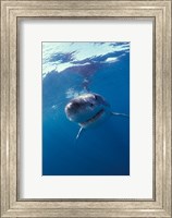 Underwater View of a Great White Shark, South Africa Fine Art Print