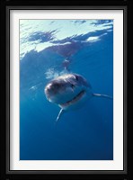 Underwater View of a Great White Shark, South Africa Fine Art Print