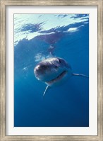 Underwater View of a Great White Shark, South Africa Fine Art Print