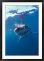 Underwater View of a Great White Shark, South Africa Fine Art Print
