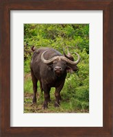 Water Buffalo, Hluhulwe Game Reserve, South Africa Fine Art Print