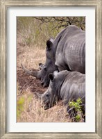 White Rhino in Zulu Nyala Game Reserve, Kwazulu Natal, South Africa Fine Art Print