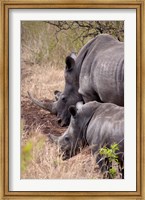 White Rhino in Zulu Nyala Game Reserve, Kwazulu Natal, South Africa Fine Art Print