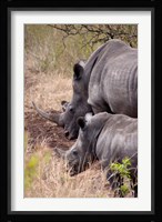White Rhino in Zulu Nyala Game Reserve, Kwazulu Natal, South Africa Fine Art Print