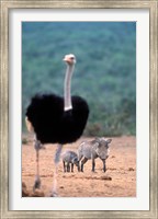Warthog & offspring, Addo National Park, South Africa Fine Art Print