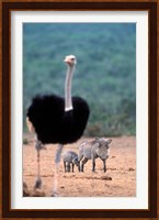 Warthog & offspring, Addo National Park, South Africa Fine Art Print