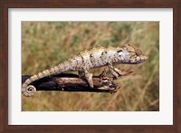 Wild Chameleon, Madagascar Fine Art Print
