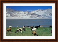 View of Grazing Sheep, Karakuli Lake and Mt Kunlun, Silk Road, China Fine Art Print