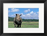 White Rhinoceros Feeding, Lake Nakuru National Park, Kenya Fine Art Print