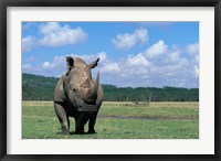 White Rhinoceros Feeding, Lake Nakuru National Park, Kenya Fine Art Print