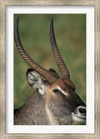 Waterbuck Resting in Musiara Marsh, Masai Mara Game Reserve, Kenya Fine Art Print