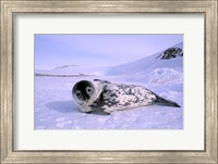 Weddell Seal, Kloa 'EP' Rookery, Australian Antarctic Territory, Antarctica Fine Art Print