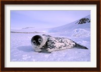 Weddell Seal, Kloa 'EP' Rookery, Australian Antarctic Territory, Antarctica Fine Art Print