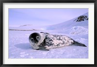 Weddell Seal, Kloa 'EP' Rookery, Australian Antarctic Territory, Antarctica Fine Art Print