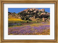 Wildflowers Flourish, Namaqualand, Northern Cape Province, South Africa Fine Art Print