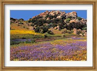 Wildflowers Flourish, Namaqualand, Northern Cape Province, South Africa Fine Art Print