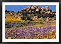 Wildflowers Flourish, Namaqualand, Northern Cape Province, South Africa Fine Art Print