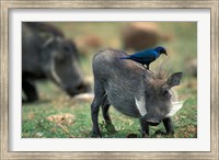 Warthog and Blue-Eared Starling, Pilanesburg Gr, South Africa Fine Art Print