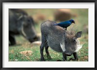 Warthog and Blue-Eared Starling, Pilanesburg Gr, South Africa Fine Art Print