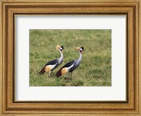 Two Crowned Cranes, Ngorongoro Crater, Tanzania Fine Art Print