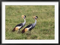 Two Crowned Cranes, Ngorongoro Crater, Tanzania Fine Art Print