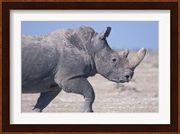 White Rhino Running, Etosha Salt Pan, Etosha National Park, Namibia Fine Art Print