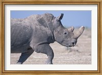 White Rhino Running, Etosha Salt Pan, Etosha National Park, Namibia Fine Art Print
