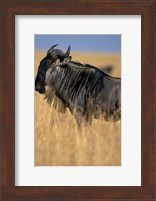 Wildebeest during Serengeti Migration, Masai Mara Game Reserve, Kenya Fine Art Print
