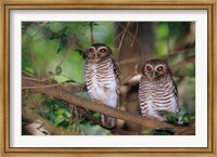 White Browed Owls, Madagascar Fine Art Print
