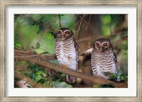 White Browed Owls, Madagascar Fine Art Print